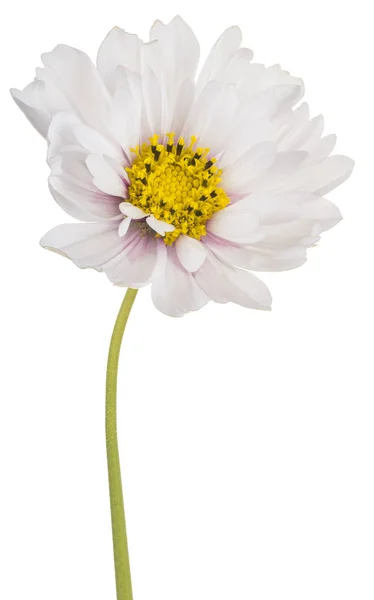 Flor cosmos isolado — Fotografia de Stock