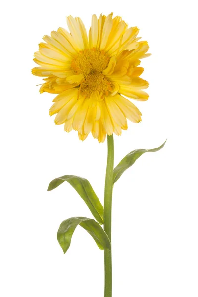 Calendula flower isolated — Stock Photo, Image