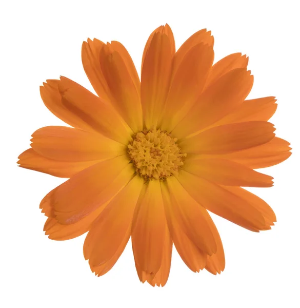 Calendula flower isolated — Stock Photo, Image