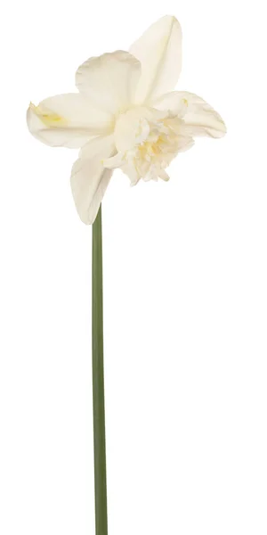 Daffodil flower isolated — Stock Photo, Image