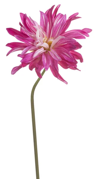 Dahlia fleur isolée — Photo