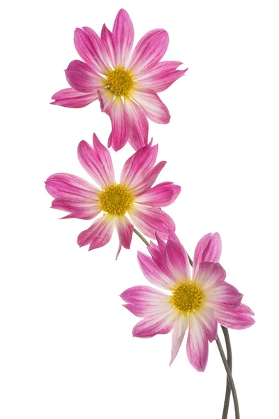 Dahlia květiny, samostatný — Stock fotografie