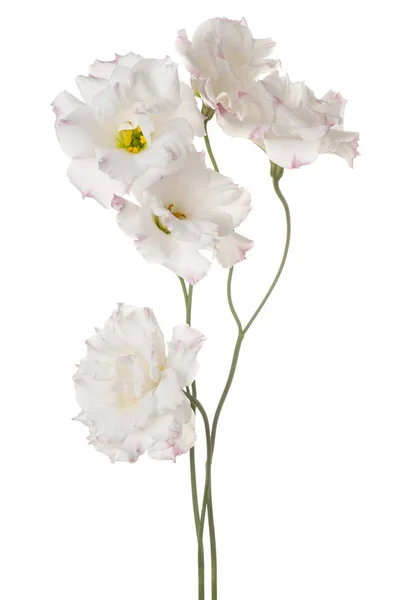 Eustoma bloem geïsoleerd — Stockfoto