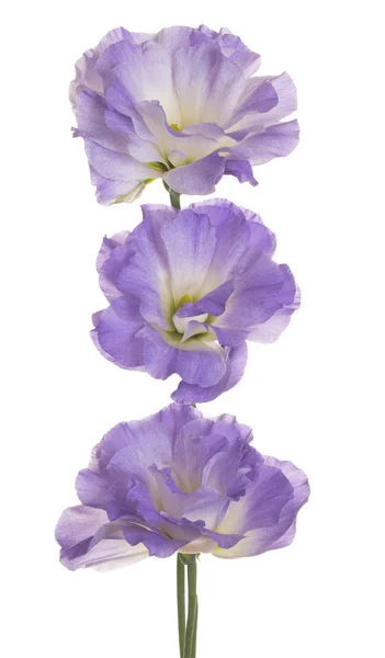 Flor de eustoma isolada — Fotografia de Stock