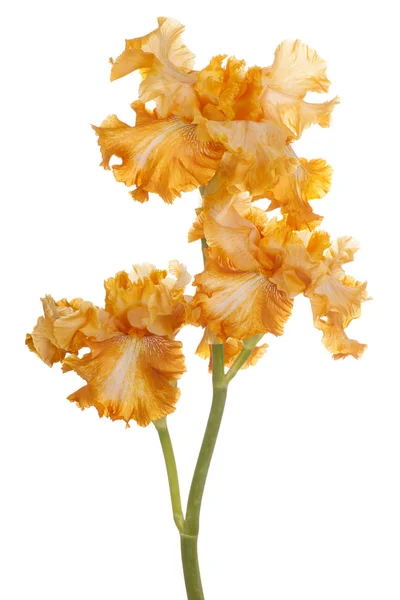 Iris blomma isolerade — Stockfoto