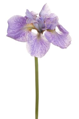 izole iris çiçeği