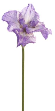 izole iris çiçeği