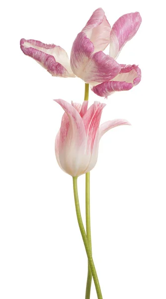 Tulipano fiore isolato — Foto Stock