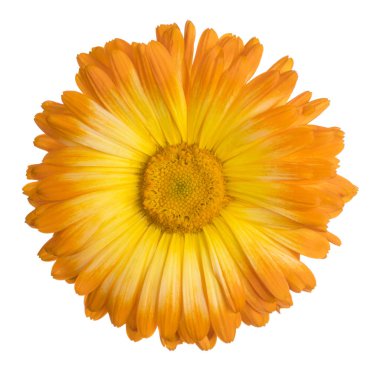 izole calendula çiçek