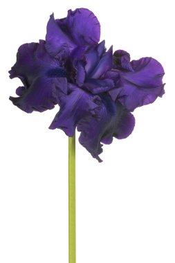 izole iris çiçeği