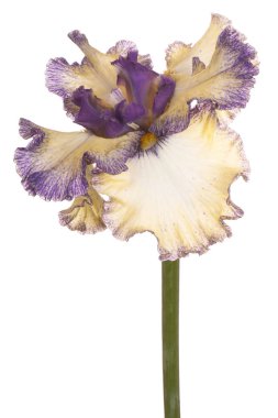 izole iris çiçeği