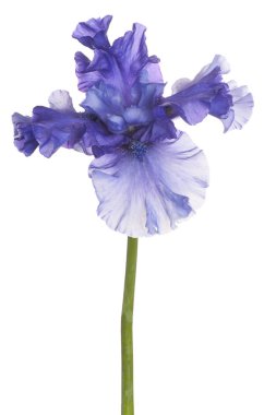 izole iris çiçeği