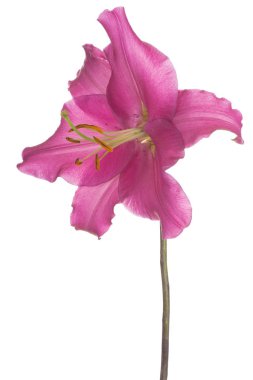 Zambak çiçeği soyutlanmış