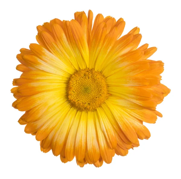 Calendula fiore isolato — Foto Stock