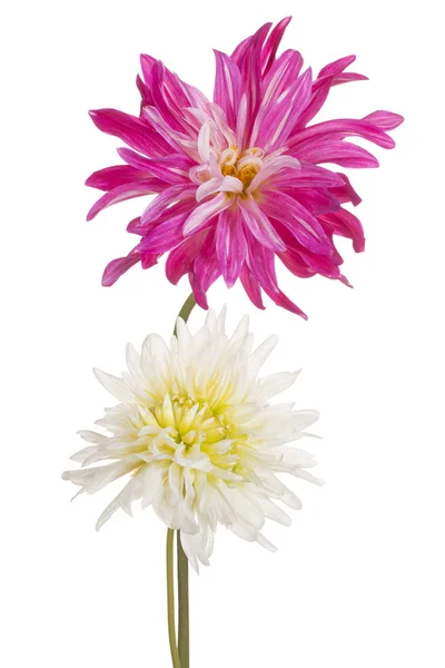 Dahlia bloem geïsoleerd — Stockfoto