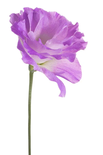 EUSTOMA λουλούδι απομονωθεί — Φωτογραφία Αρχείου