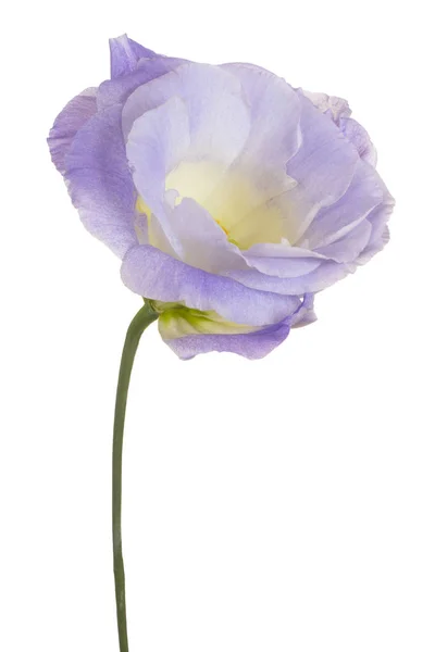Flor de eustoma aislada —  Fotos de Stock