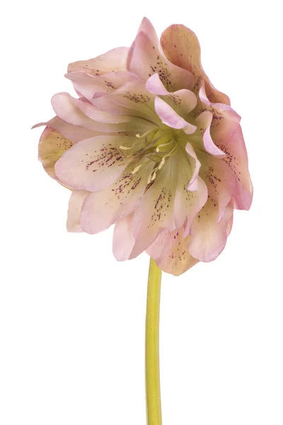 Flor heléboro isolado — Fotografia de Stock