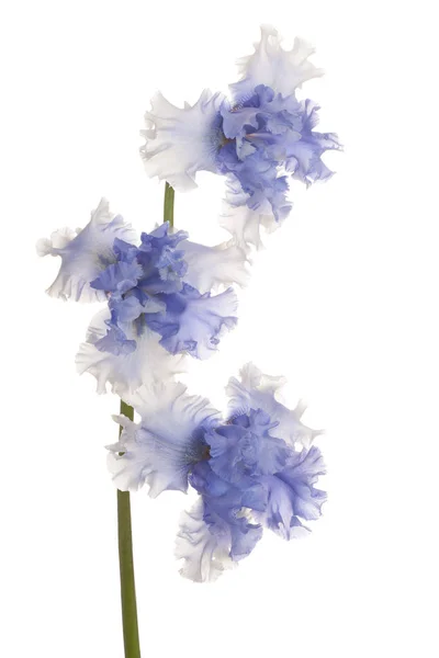 Iris flower isolated — Stock Photo, Image