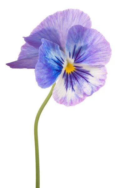 Viooltje bloem geïsoleerd — Stockfoto