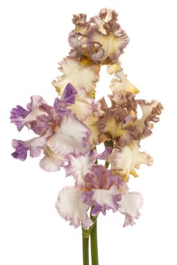 izole iris çiçeği