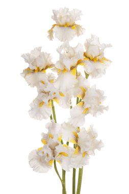 izole iris çiçeği