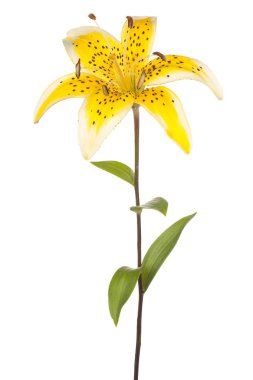 Zambak çiçeği soyutlanmış