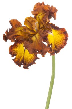 izole iris çiçeği