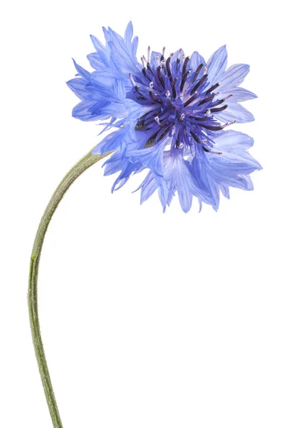 Flor de centaurea aislada — Foto de Stock