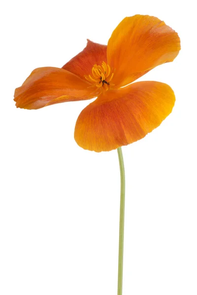 Eschschoizia 꽃 절연 — 스톡 사진