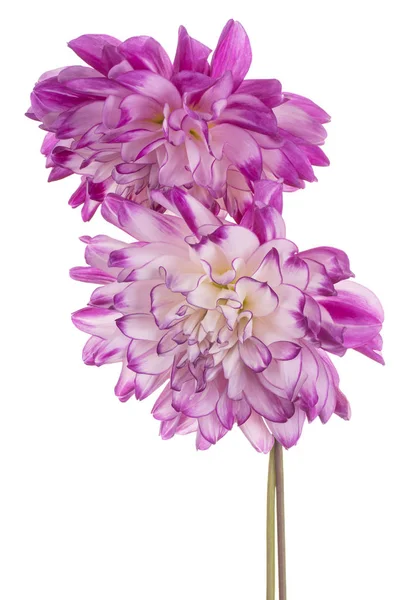 Dahlia fiore isolato — Foto Stock