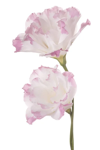 Eustoma bloem geïsoleerd — Stockfoto