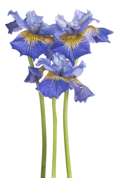 Irisblüte isoliert — Stockfoto