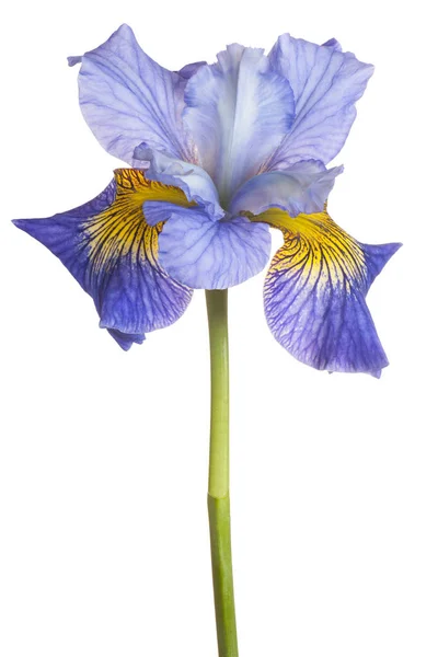 Irisblüte isoliert — Stockfoto