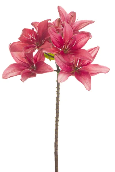 Flor de lírio isolada — Fotografia de Stock