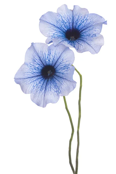 Petunia bloem geïsoleerd — Stockfoto