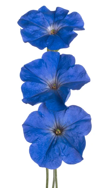 分離したペチュニアの花 — ストック写真