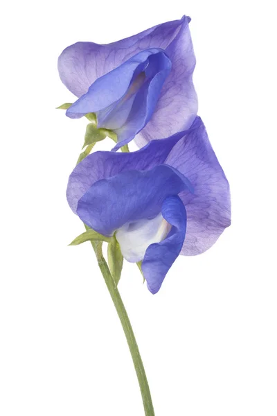 Sweet pea bloem geïsoleerd — Stockfoto