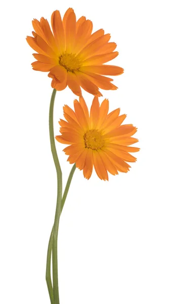 Izole calendula çiçek — Stok fotoğraf