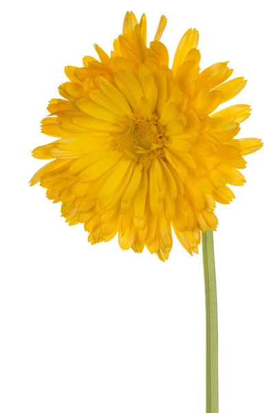 Calendula fleur isolée — Photo