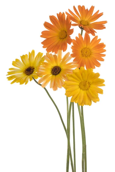 Calendula fiore isolato — Foto Stock