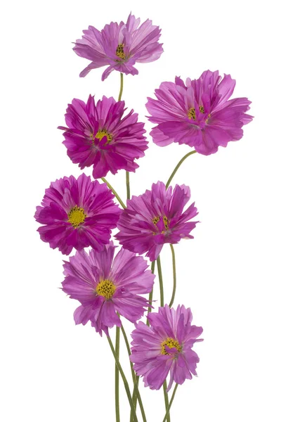 Cosmos flower isolated — Stock Photo, Image