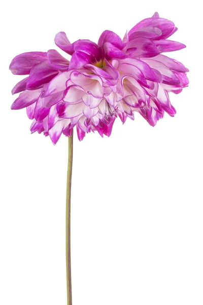 Dahlia fleur isolée — Photo