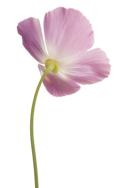 izole eschschoizia çiçek