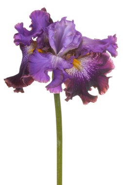 izole iris çiçeği