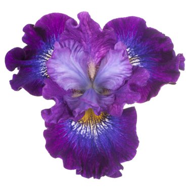izole iris çiçeği