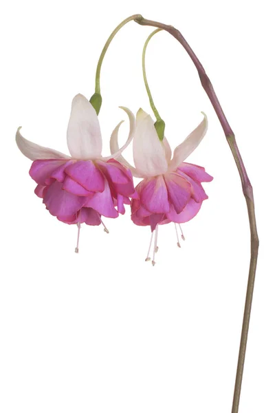 고립 된 자홍색 꽃 — 스톡 사진