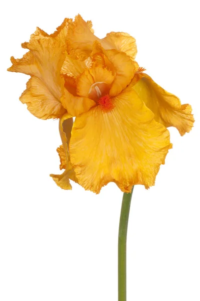 Iris flower isolated — Stock Photo, Image