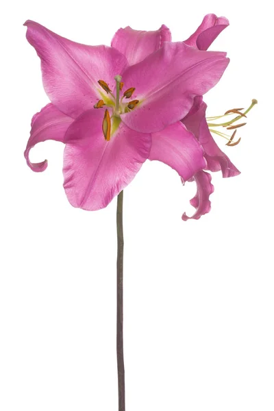 Lily flor aislada — Foto de Stock