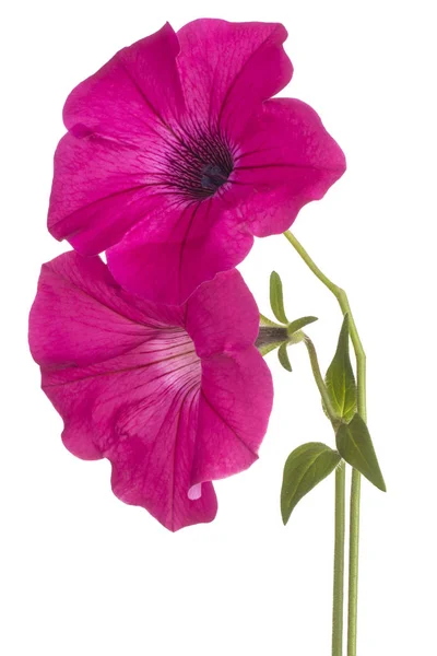 Petunia fleur isolée — Photo